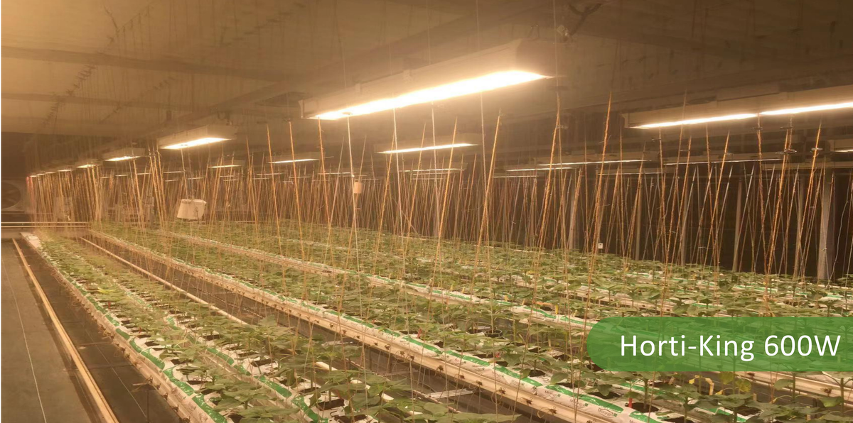 HORTIKING LED GROW LIGHT 600W LED Grow Lights NZ
